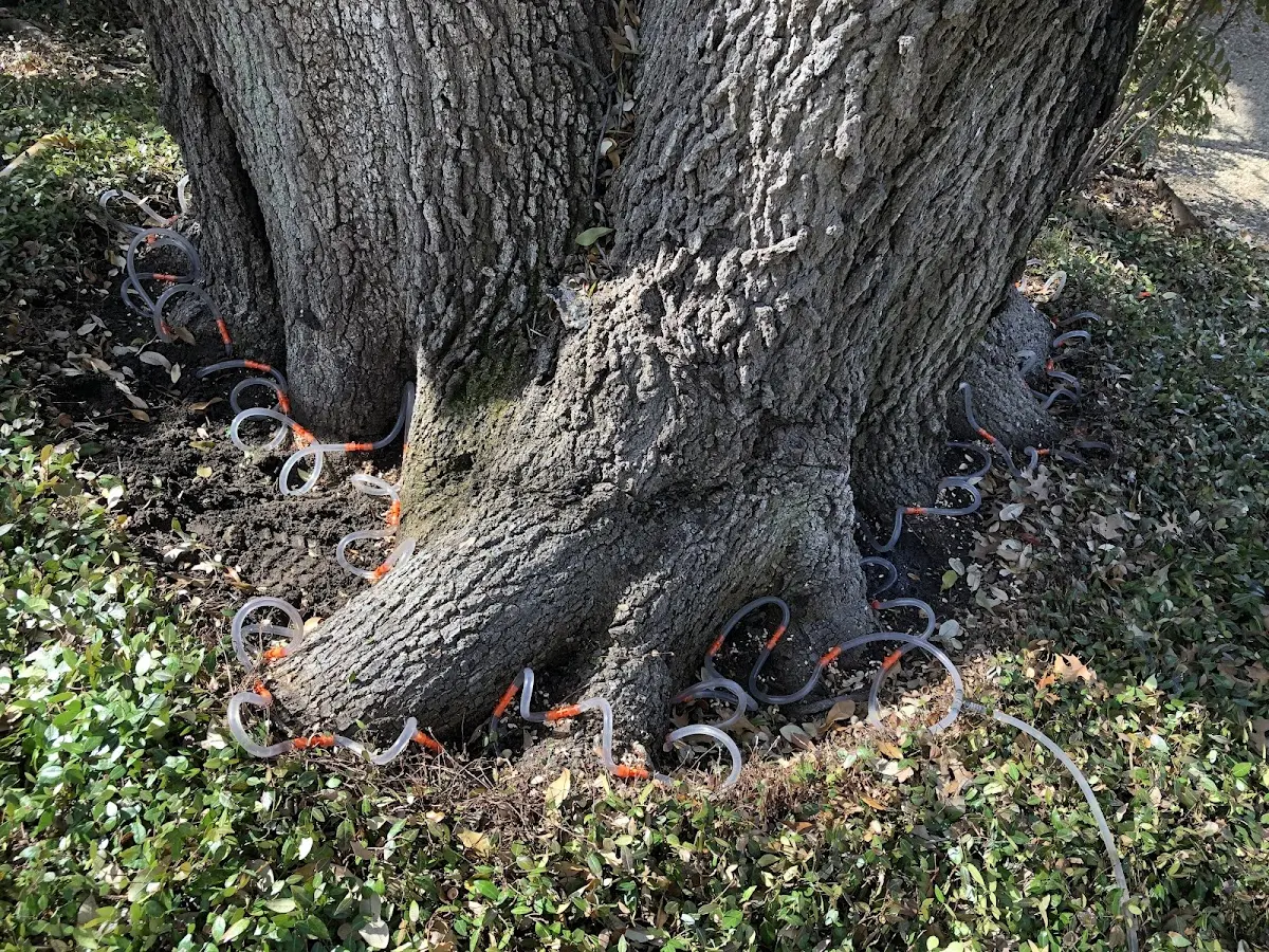 Detailed Tree Cabling and Bracing job site in Plaucheville