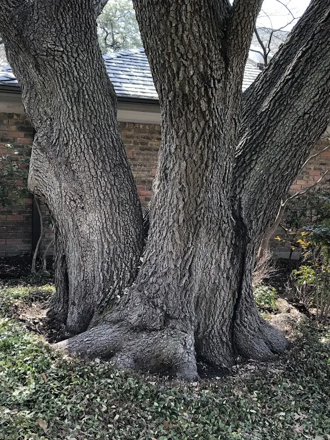 Mature heritage tree close to a Plaucheville property cared for by certified arborists